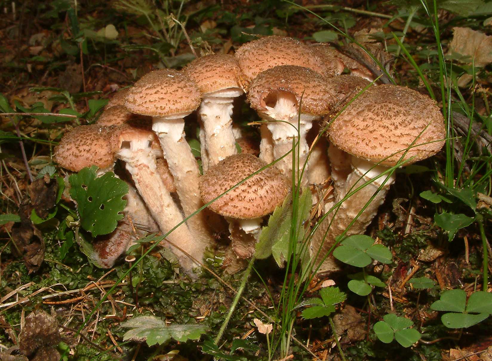 Cosa ha da fare un marinaio in montagna se non....